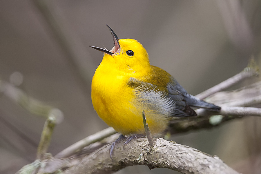 Warbler project image